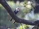 Black Bulbul (Hypsipetes leucocephalus) - White-headed form