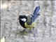 Green-backed Tit (Parus monticolus)