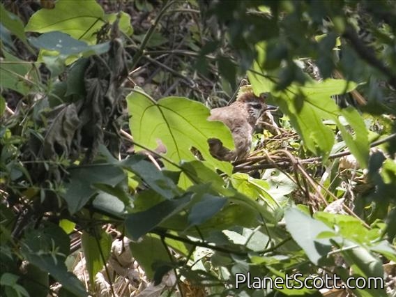 White-browed Laughingthrush (Ianthocincla sannio)