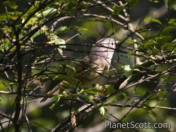 David's Fulvetta (Alcippe davidi)
