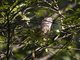 David's Fulvetta (Alcippe davidi)