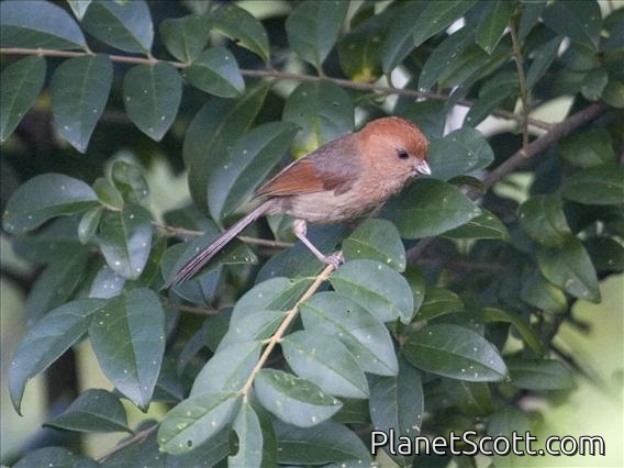 Vinous-throated Parrotbill (Sinosuthora webbiana)