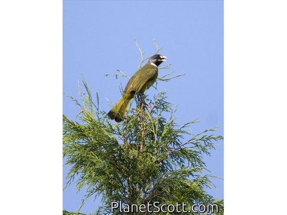 Collared Finchbill (Spizixos semitorques)