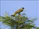 Collared Finchbill (Spizixos semitorques)