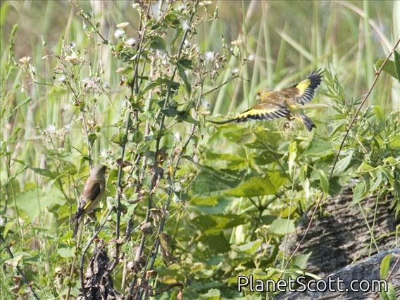 Grey-capped Greenfinch (Carduelis sinica)