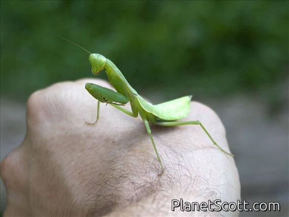 Giant Mantis (Hierodula sp)