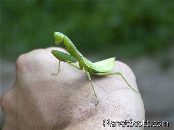 Praying Mantis