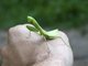 Chinese Reddish Mantis (Hierodula chinensis)