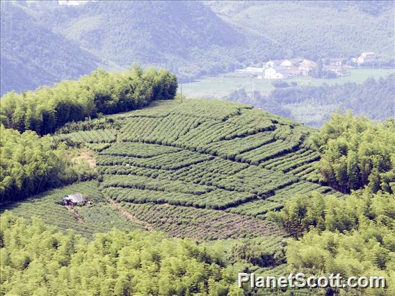 Tea Plantantion Amid Bamboo