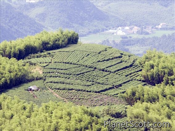 Tea Plantantion Amid Bamboo