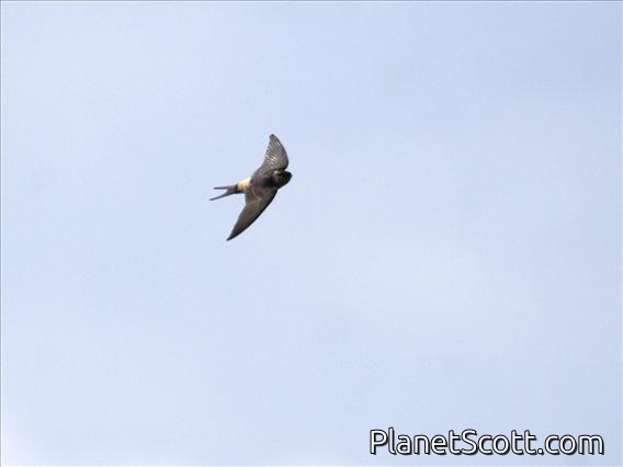 Red-rumped Swallow (Hirundo daurica)