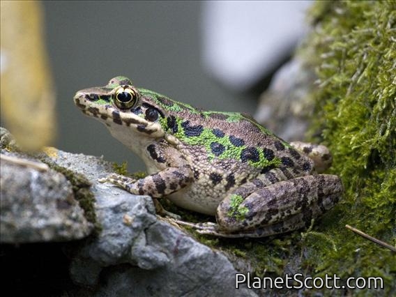 Unidentified Frog (Rana ssp.)