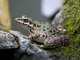 Unidentified Frog (Rana ssp.)