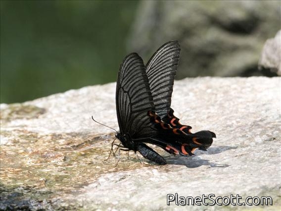 Swallowtail Butterfly (Papilio sp)