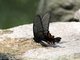 Elwes' Swallowtail (Papilio elwesi)
