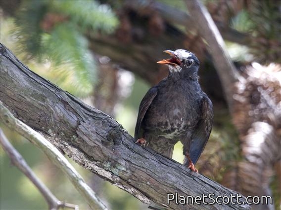 Black Bulbul (Hypsipetes leucocephalus) - Juvenile