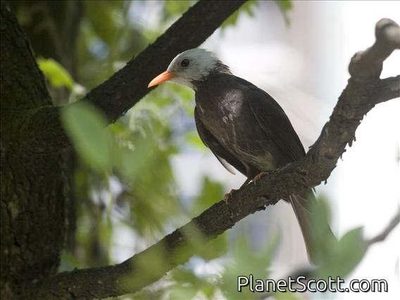 Black Bulbul (Hypsipetes leucocephalus)
