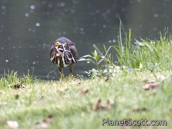 Striated Heron (Butorides striatus)
