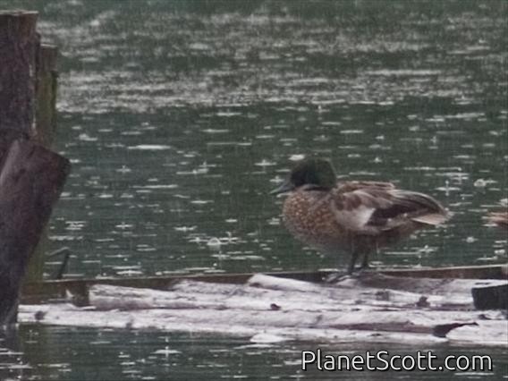 Falcated Duck (Mareca falcata)