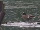 Falcated Duck (Mareca falcata)