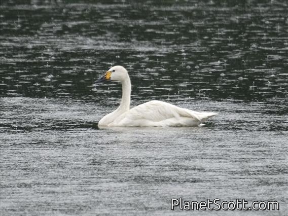 Tundra Swan (Cygnus columbianus) - Bewick's