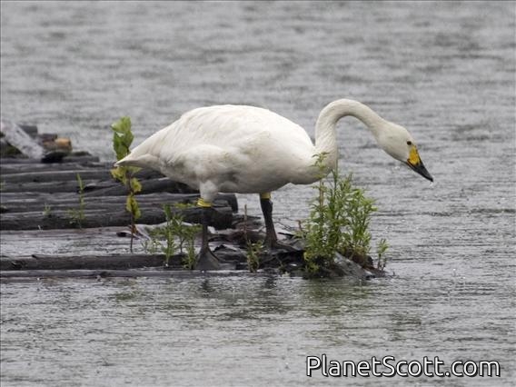 Tundra Swan (Cygnus columbianus) - Bewick's