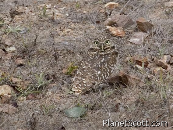 Burrowing Owl (Speotyto cunicularia)