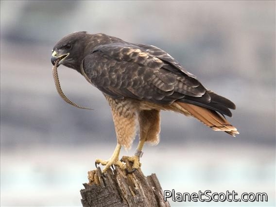 Red-tailed Hawk (Buteo jamaicensis) - With Gopher Snake