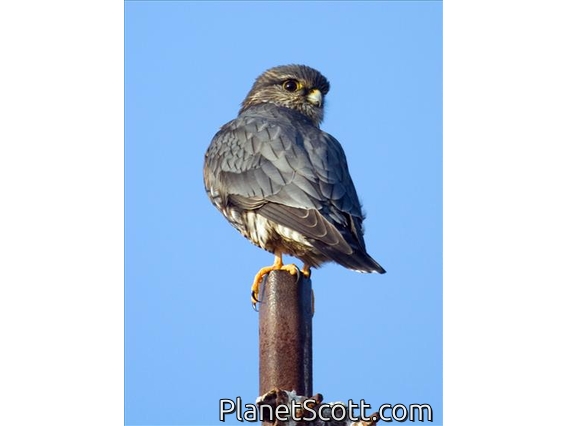 Merlin (Falco columbarius)
