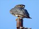 Merlin (Falco columbarius)