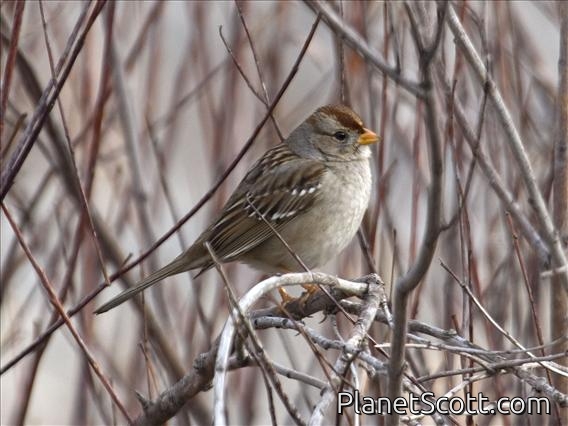 White-crowned Sparrow (Zonotrichia leucophrys) - 1st Winter Taiga Group