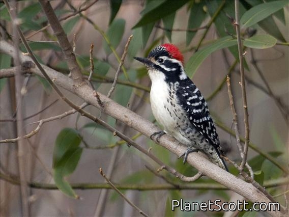Nuttall's Woodpecker (Picoides nuttallii)