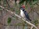 Nuttalls Woodpecker (Picoides nuttallii)