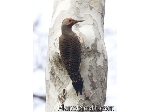 Northern Flicker (Colaptes auratus)