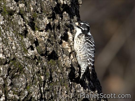 Nuttall's Woodpecker (Picoides nuttallii) - Female