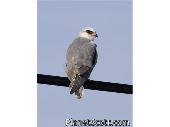 White-tailed Kite (Elanus leucurus)
