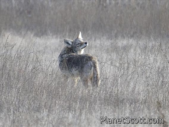 Coyote (Canis latrans)