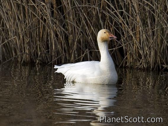 Snow Goose (Anser caerulescens)