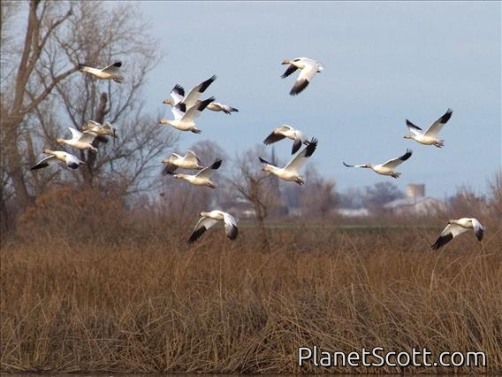 Snow Goose (Anser caerulescens)