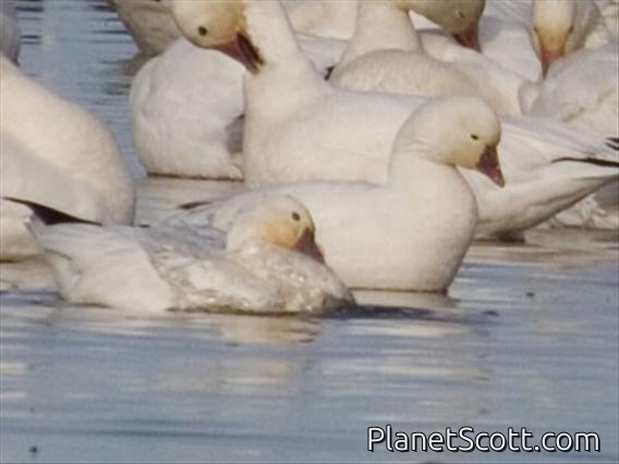Ross's Goose (Anser rossii)