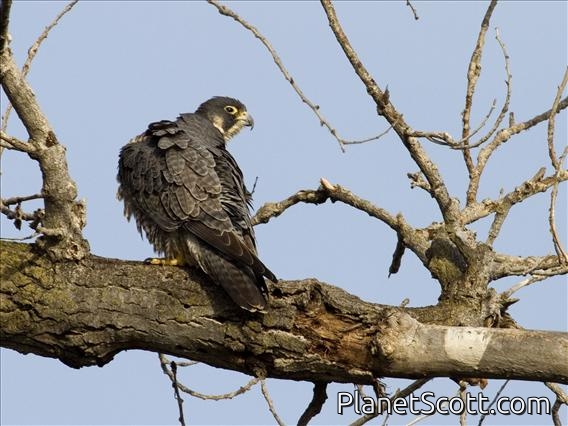 Peregrine Falcon (Falco peregrinus)