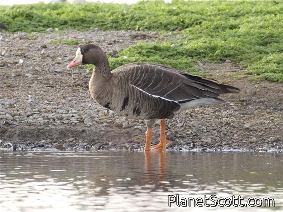 Greater White-fronted Goose (Anser albifrons)