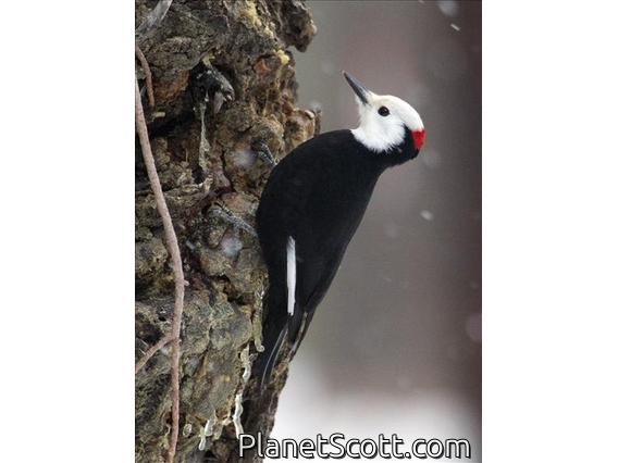 White-headed Woodpecker (Picoides albolarvatus)