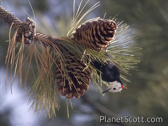 White-headed Woodpecker (Picoides albolarvatus)