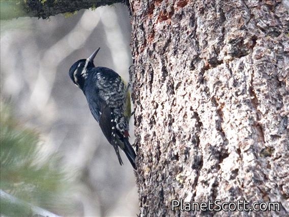 Williamson's Sapsucker (Sphyrapicus thyroideus)