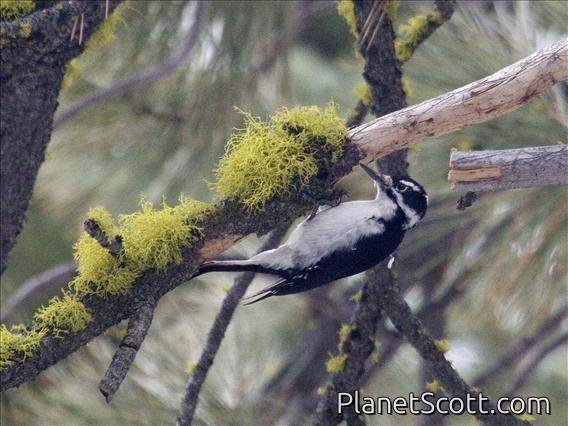 Hairy Woodpecker (Picoides villosus) - Female