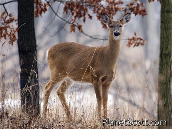White-tailed Deer (Odocoileus virginianus)