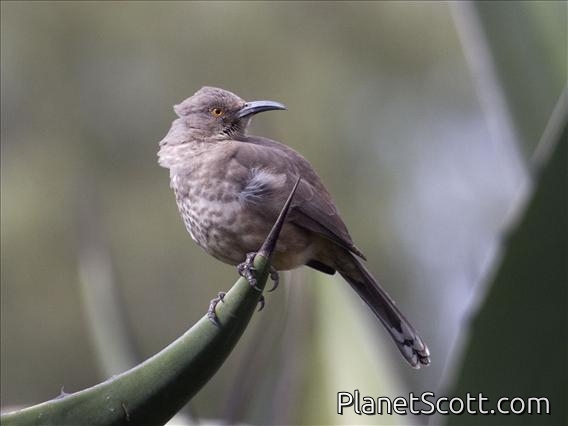 Curve-billed Thrasher (Toxostoma curvirostre)