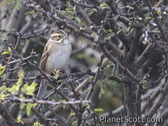 Clay-colored Sparrow (Spizella pallida)