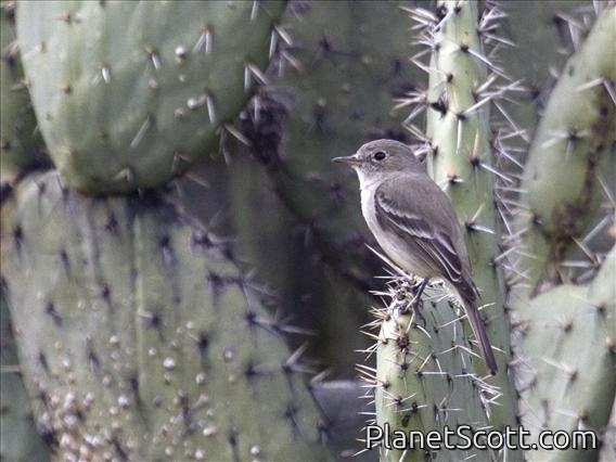 GrayFlycatcher (Empidonax wrightii)